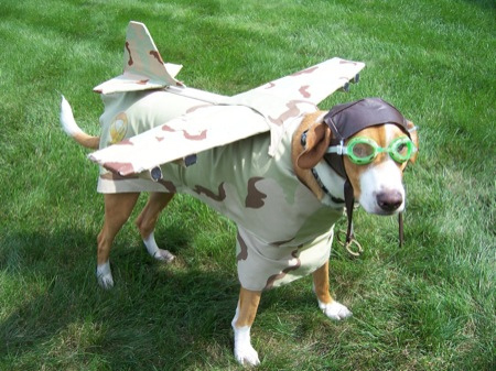 aeroplane-dog-costume