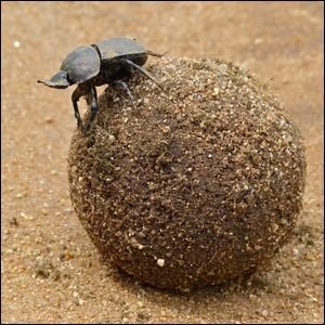 dung beetle